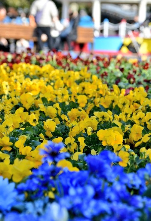 f:id:flowerTDR:20180128140442j:plain
