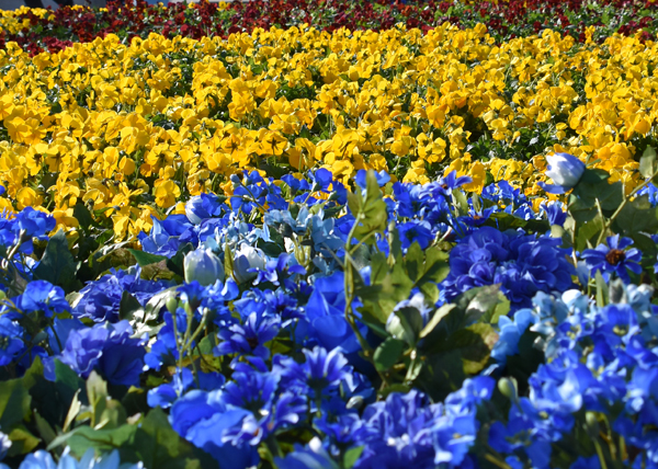 f:id:flowerTDR:20180128140902j:plain