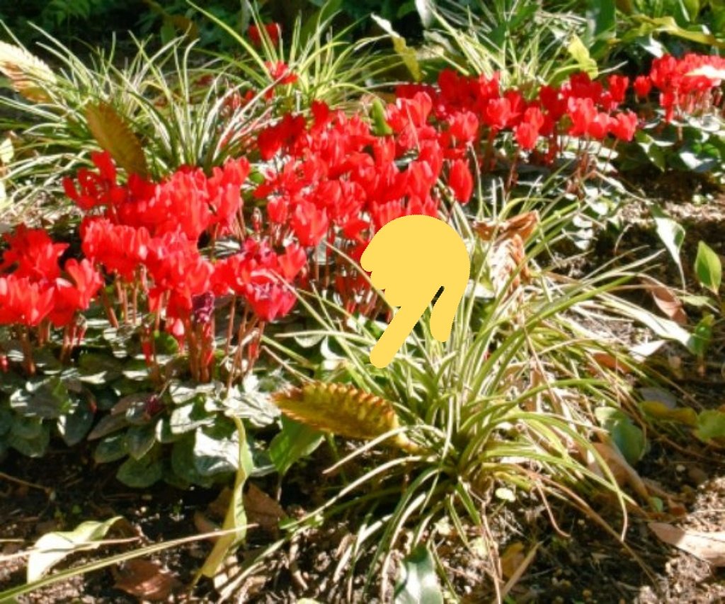 f:id:flowerTDR:20180128141943j:plain