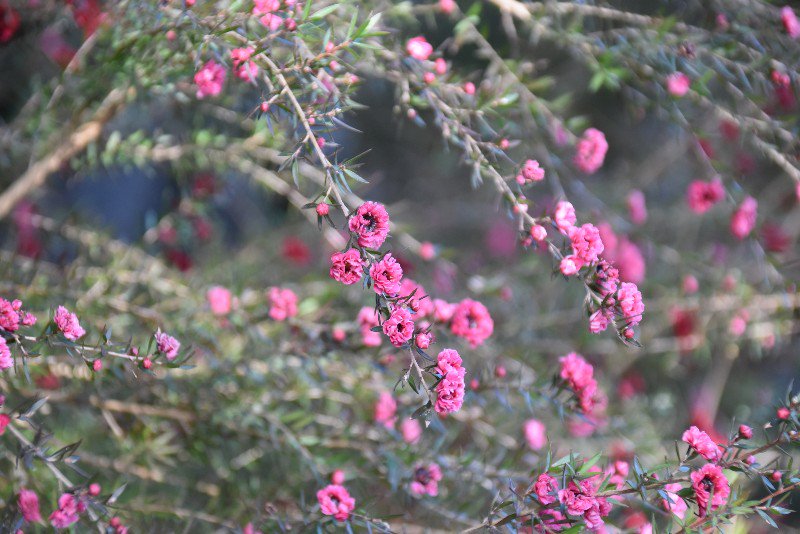 f:id:flowerTDR:20180128142551j:plain