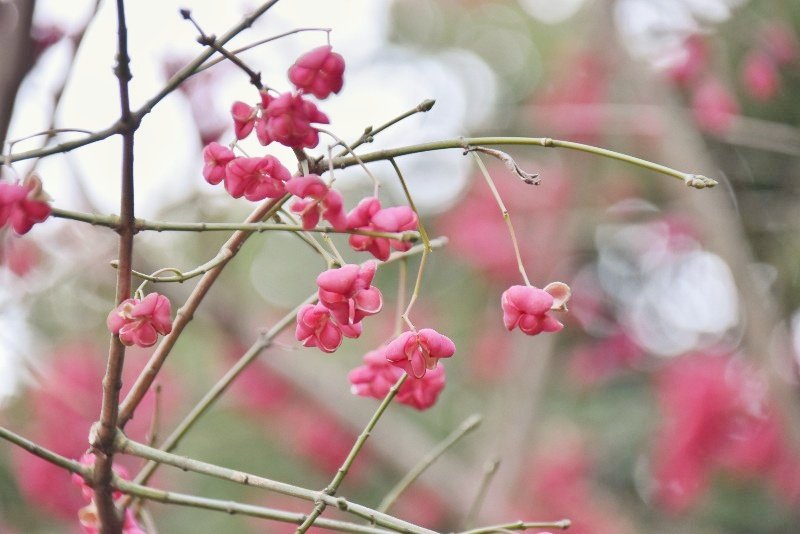 f:id:flowerTDR:20180128143111j:plain