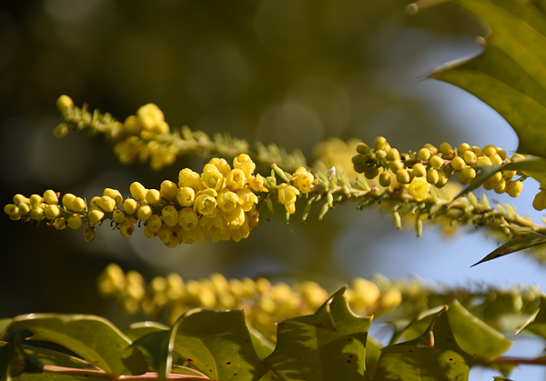 f:id:flowerTDR:20180128152429j:plain