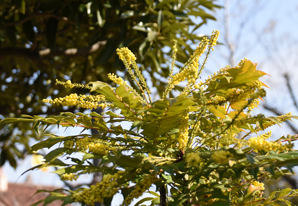 f:id:flowerTDR:20180128152451j:plain