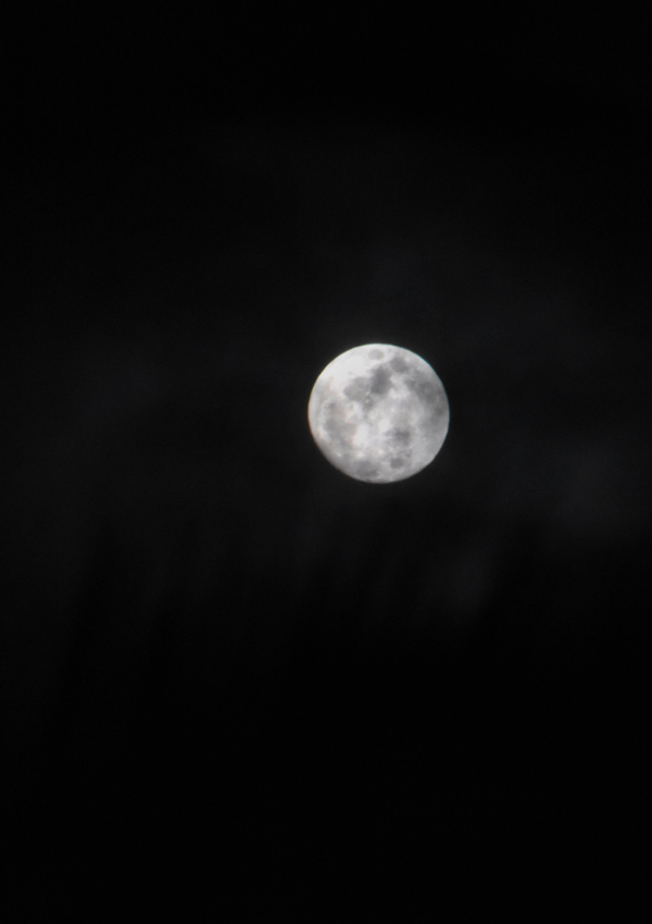 f:id:flowerTDR:20180203104759j:plain