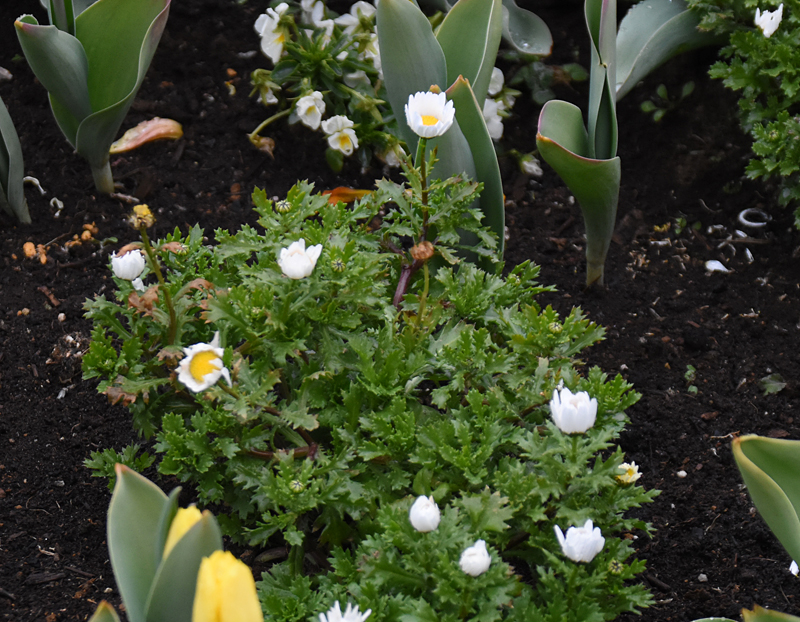 f:id:flowerTDR:20180203105942j:plain