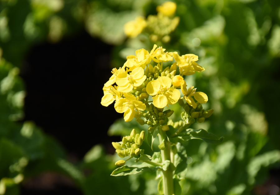 f:id:flowerTDR:20180303083733j:plain