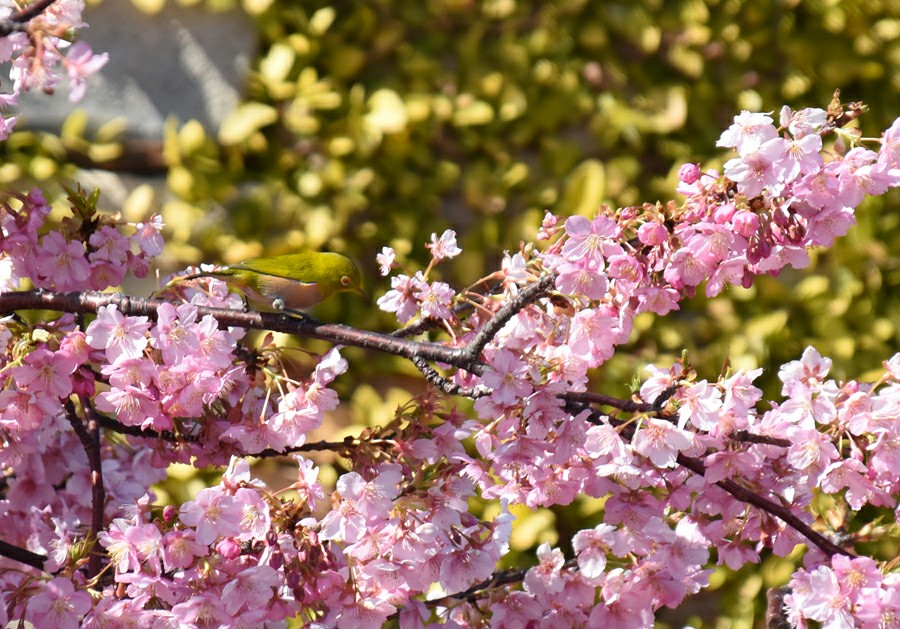 f:id:flowerTDR:20180303182905j:plain