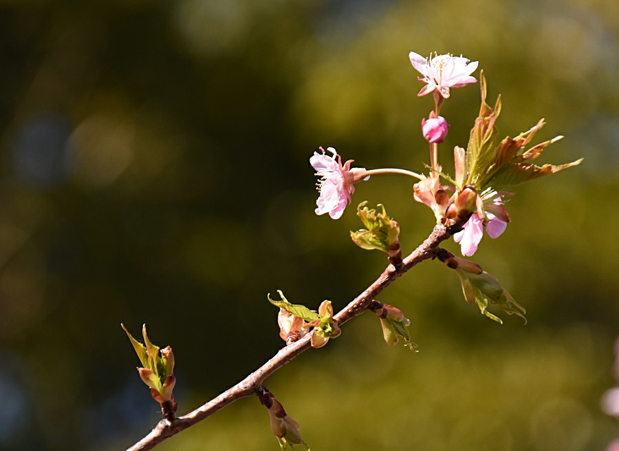 f:id:flowerTDR:20180303185327j:plain