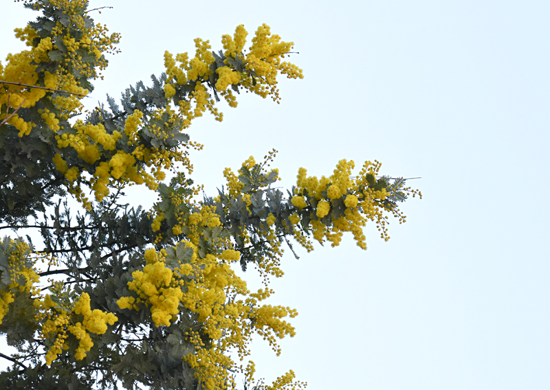 f:id:flowerTDR:20180303221856j:plain