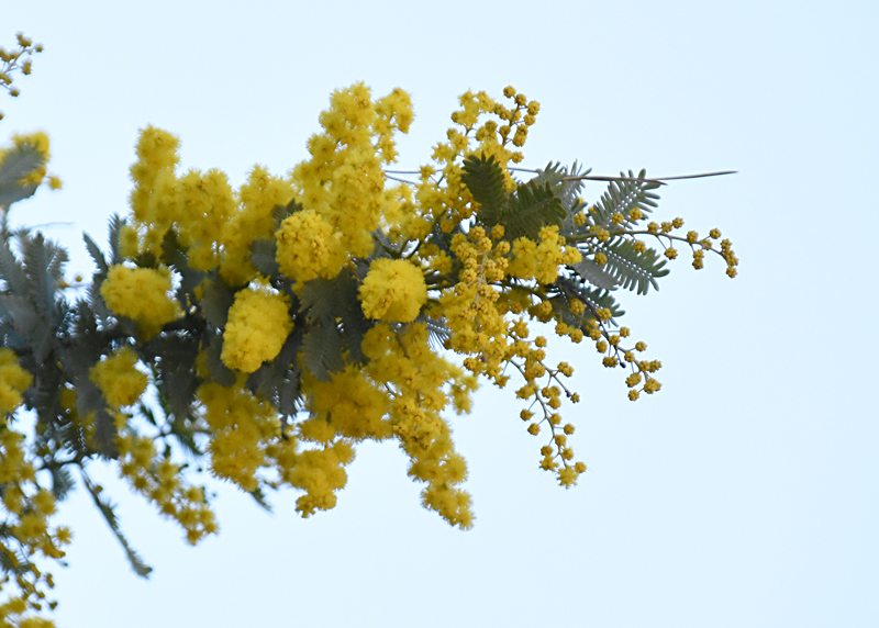 f:id:flowerTDR:20180303221905j:plain