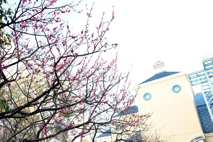 f:id:flowerTDR:20180305090944j:plain