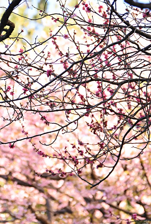 f:id:flowerTDR:20180305091039j:plain