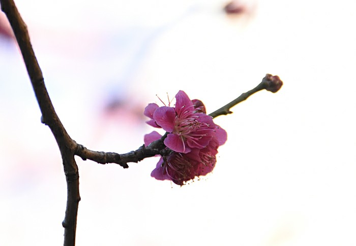 f:id:flowerTDR:20180305091148j:plain