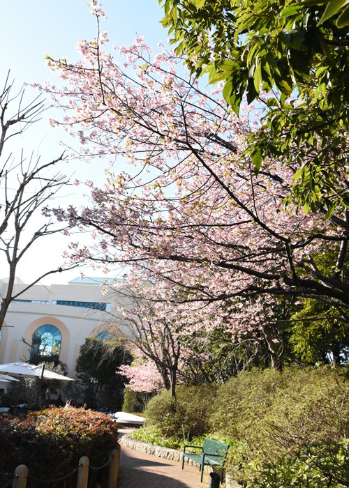 f:id:flowerTDR:20180305091241j:plain