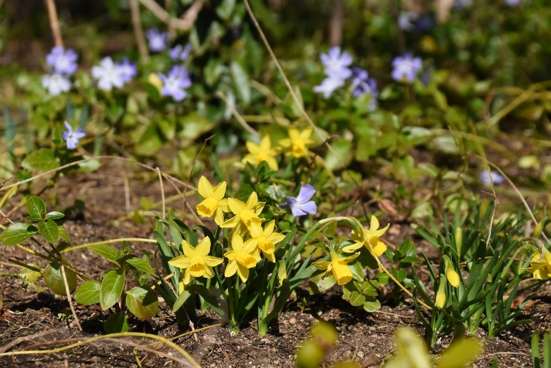 f:id:flowerTDR:20180306091649j:plain f:id:flowerTDR:20180306091649j:plain