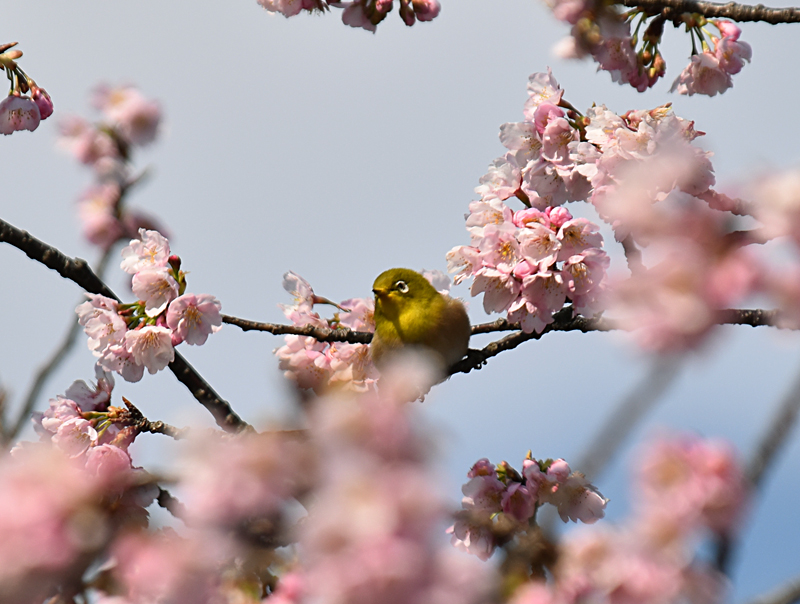 f:id:flowerTDR:20180311101837j:plain