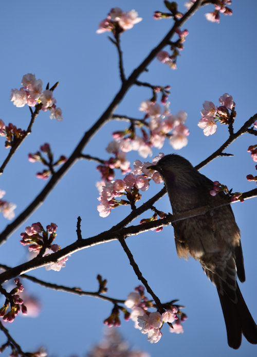 f:id:flowerTDR:20180311102103j:plain