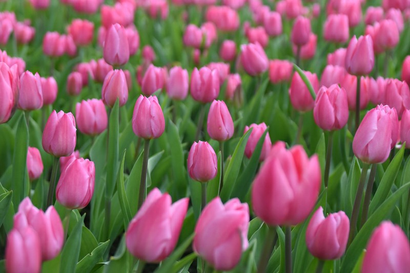 f:id:flowerTDR:20180323114906j:plain