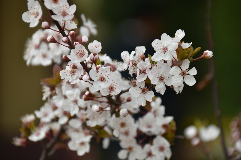 f:id:flowerTDR:20180324094004j:plain