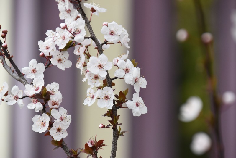 f:id:flowerTDR:20180324094125j:plain
