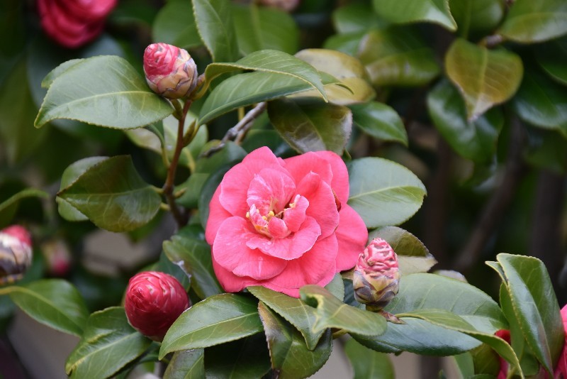 f:id:flowerTDR:20180324094935j:plain