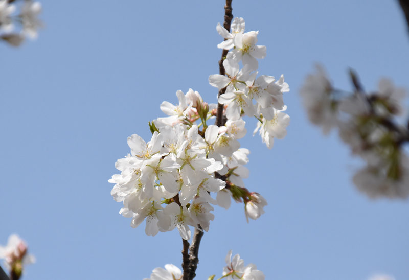 f:id:flowerTDR:20180324223404j:plain