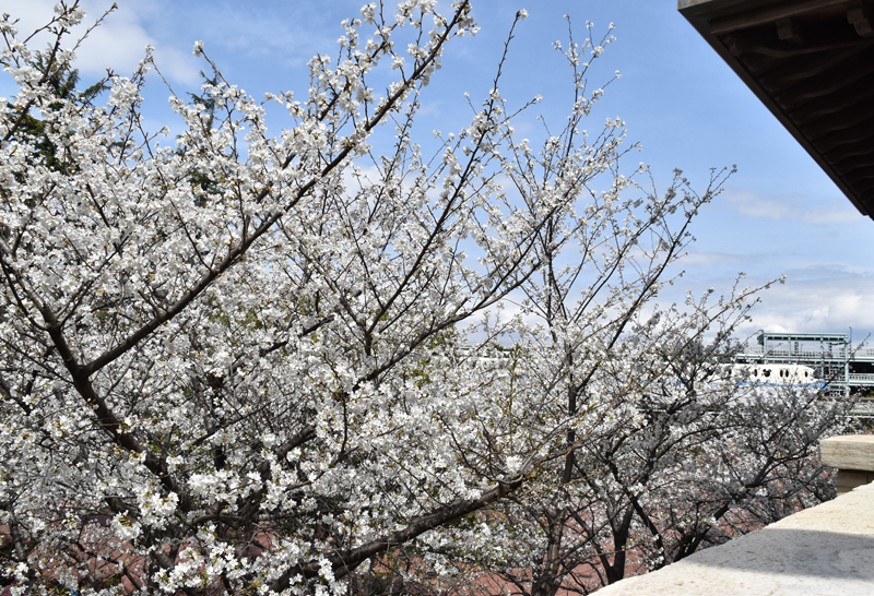 f:id:flowerTDR:20180324223423j:plain