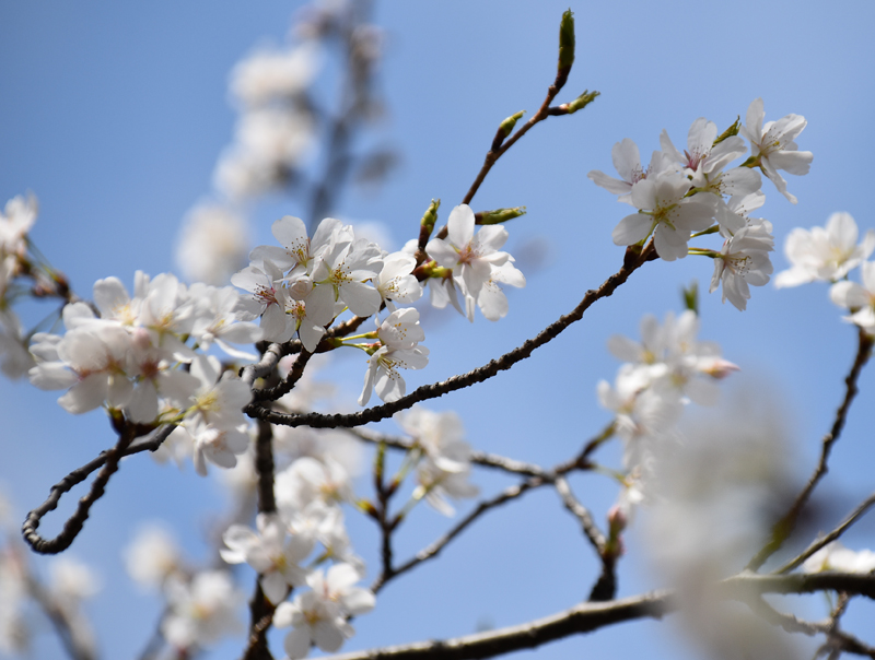 f:id:flowerTDR:20180324223436j:plain