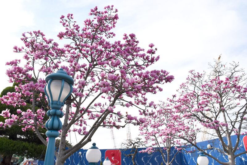 f:id:flowerTDR:20180325210353j:plain f:id:flowerTDR:20180325210353j:plain