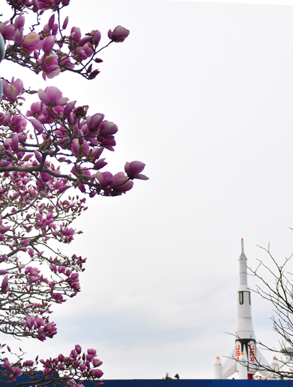 f:id:flowerTDR:20180325211340j:plain f:id:flowerTDR:20180325211340j:plain