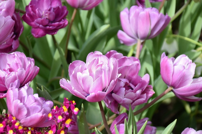 f:id:flowerTDR:20180327091414j:plain