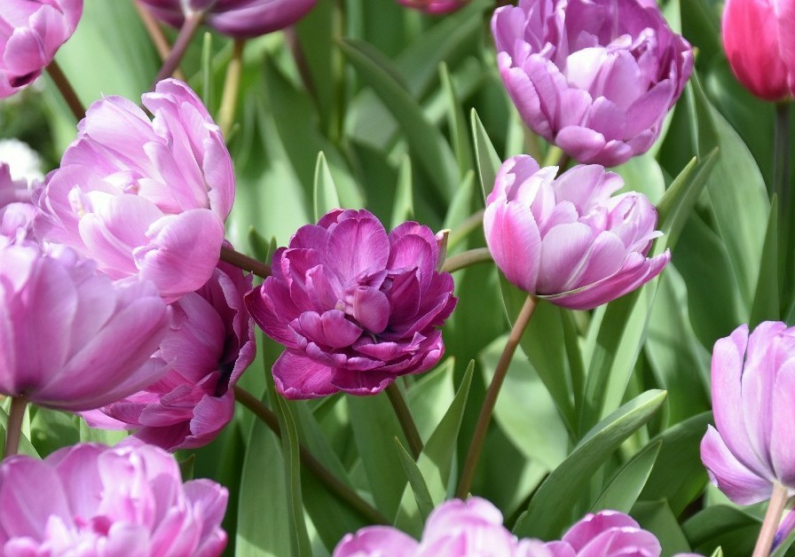 f:id:flowerTDR:20180327092726j:plain
