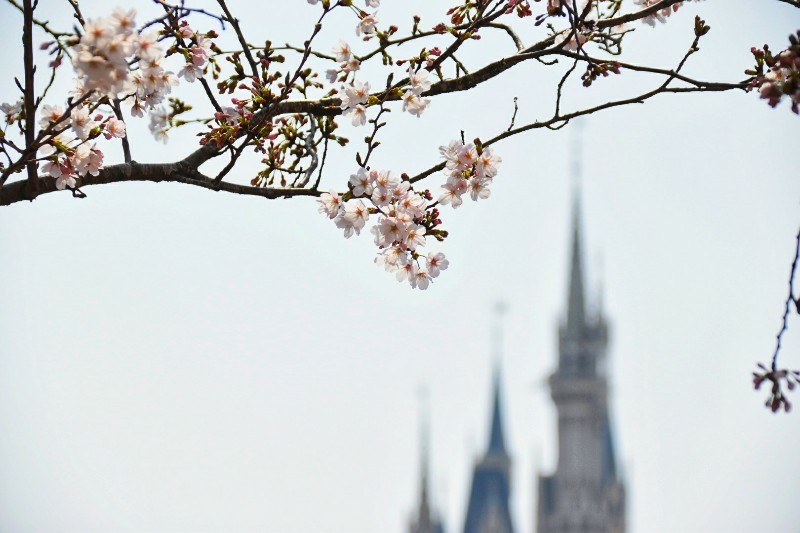 f:id:flowerTDR:20180328122824j:plain