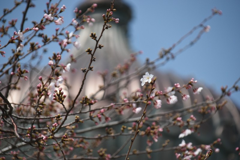 f:id:flowerTDR:20180328123053j:plain