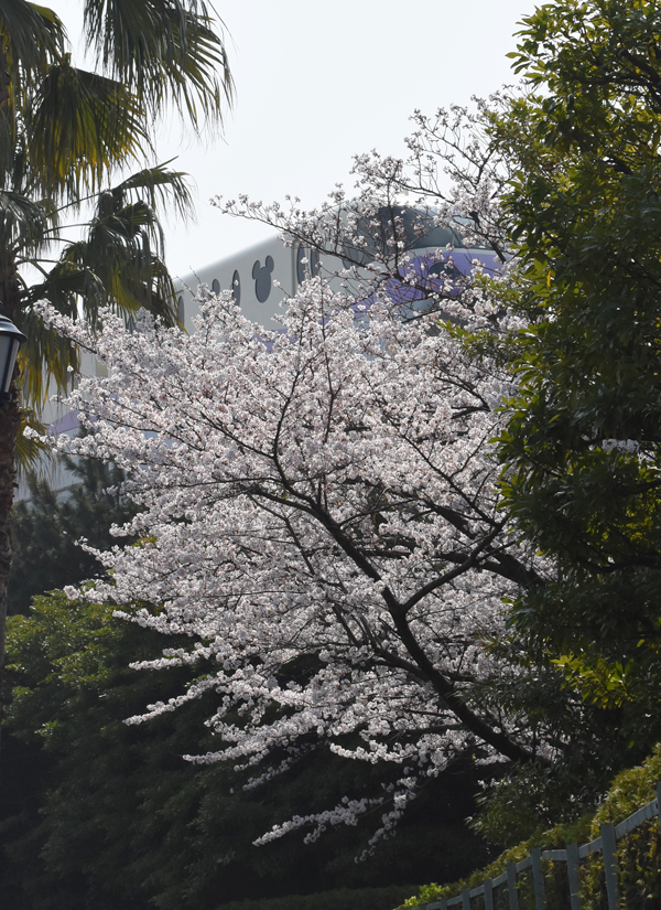 f:id:flowerTDR:20180329091619j:plain f:id:flowerTDR:20180329091619j:plain