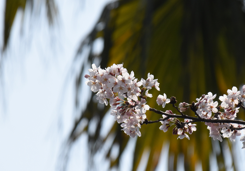 f:id:flowerTDR:20180329091718j:plain f:id:flowerTDR:20180329091718j:plain