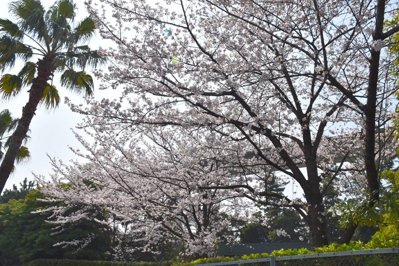 f:id:flowerTDR:20180329091742j:plain f:id:flowerTDR:20180329091742j:plain