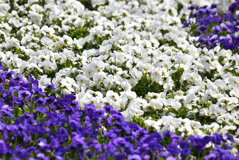 f:id:flowerTDR:20180329100240j:plain