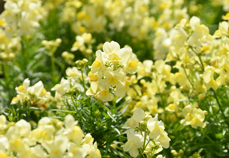 f:id:flowerTDR:20180330004633j:plain