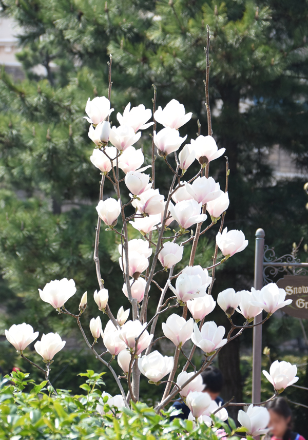 f:id:flowerTDR:20180401143829j:plain