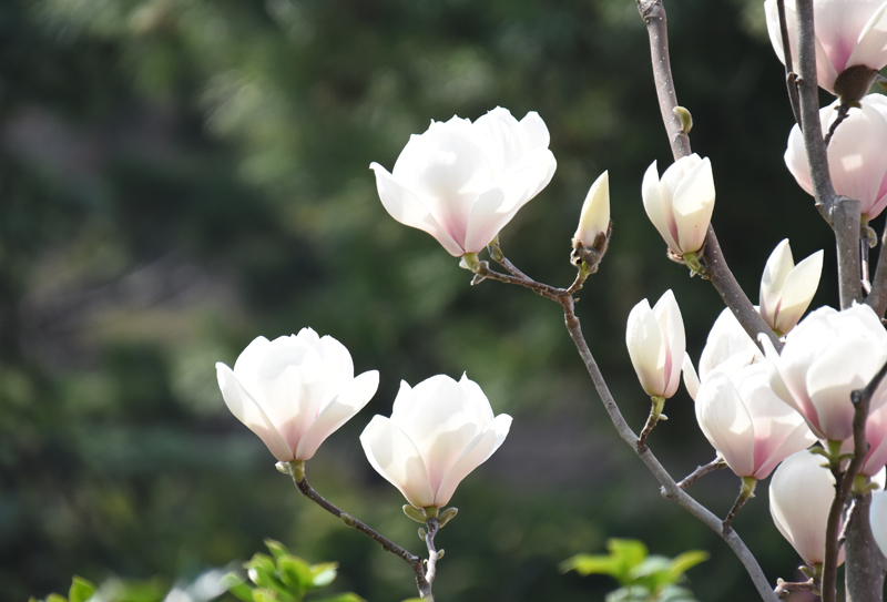 f:id:flowerTDR:20180401143848j:plain