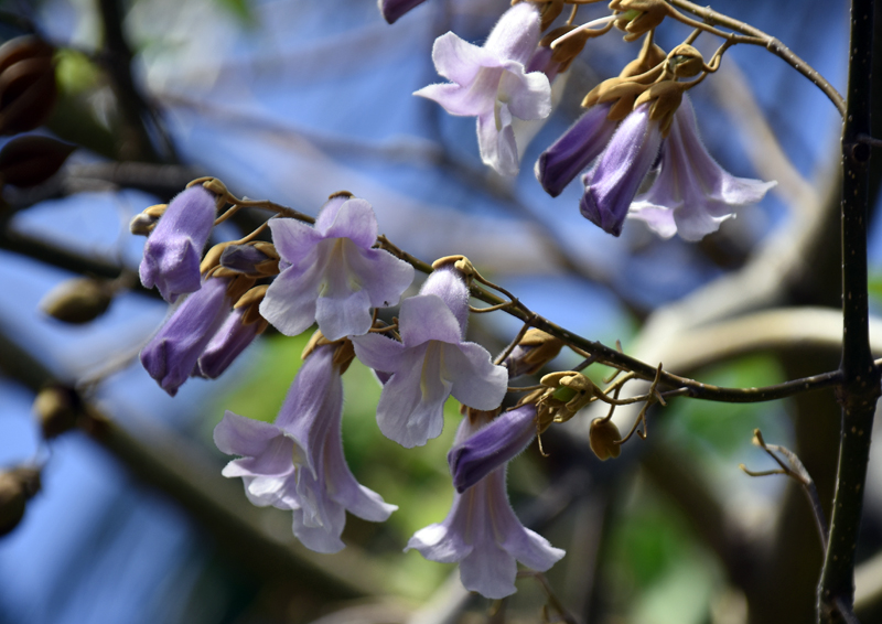f:id:flowerTDR:20180428004737j:plain