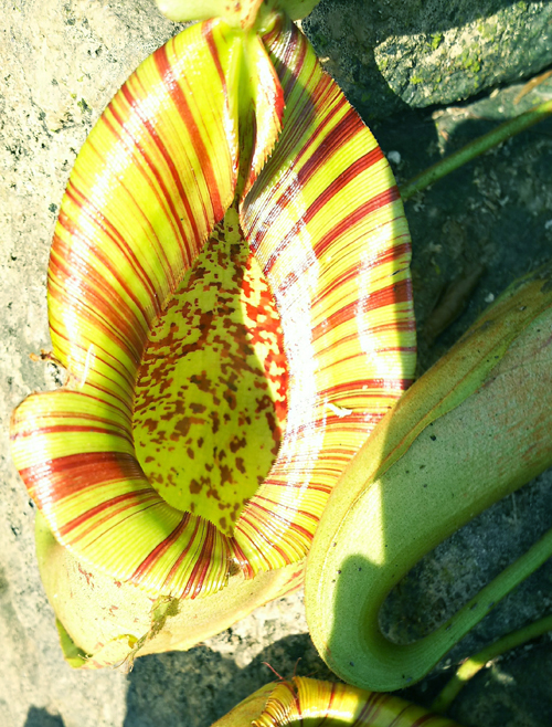 f:id:flowerTDR:20180429163755j:plain