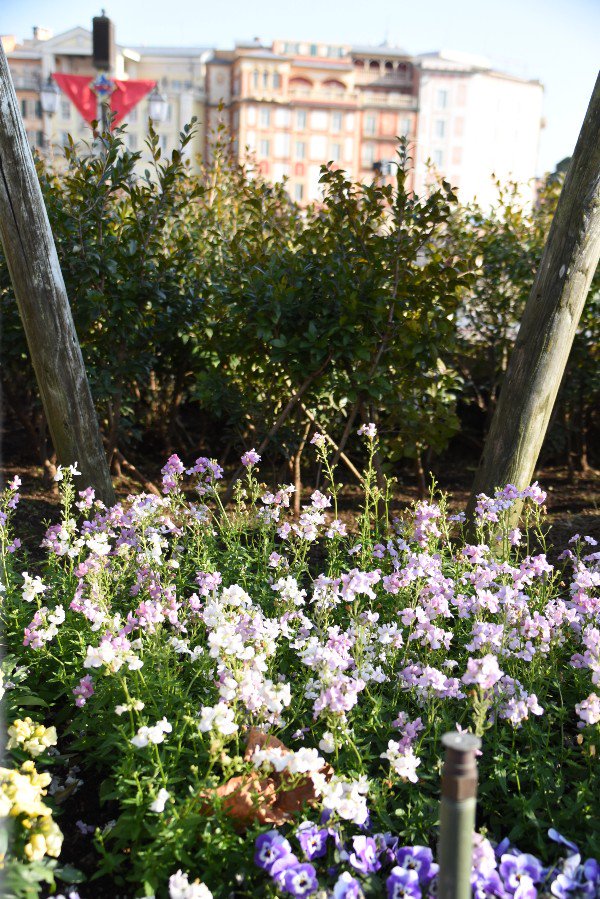 f:id:flowerTDR:20180429202405j:plain