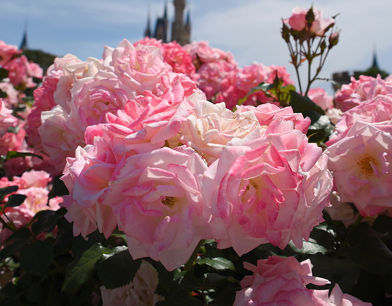f:id:flowerTDR:20180506211846j:plain