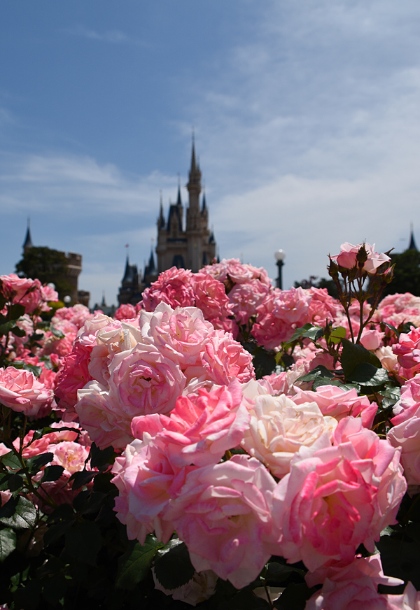 f:id:flowerTDR:20180506211900j:plain