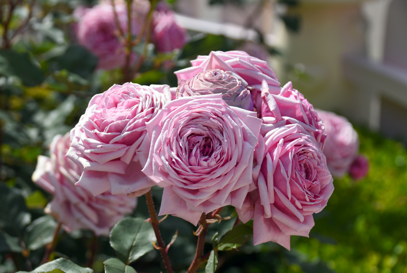 f:id:flowerTDR:20180507082847j:plain