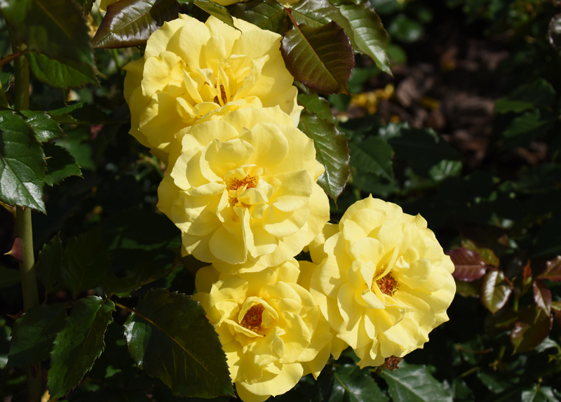 f:id:flowerTDR:20180508070923j:plain