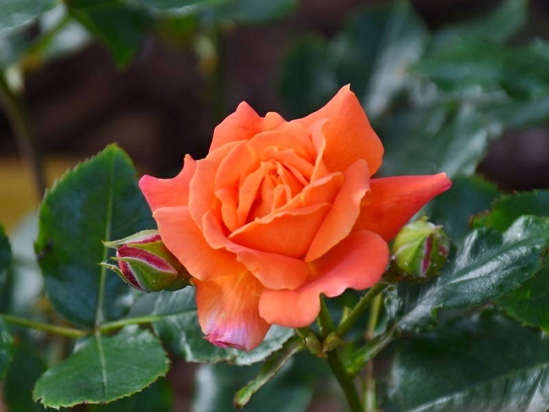 f:id:flowerTDR:20180509091311j:plain