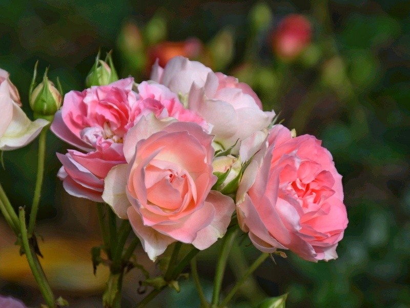 f:id:flowerTDR:20180509091325j:plain
